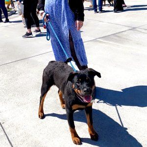 Meet your Posher, Lila